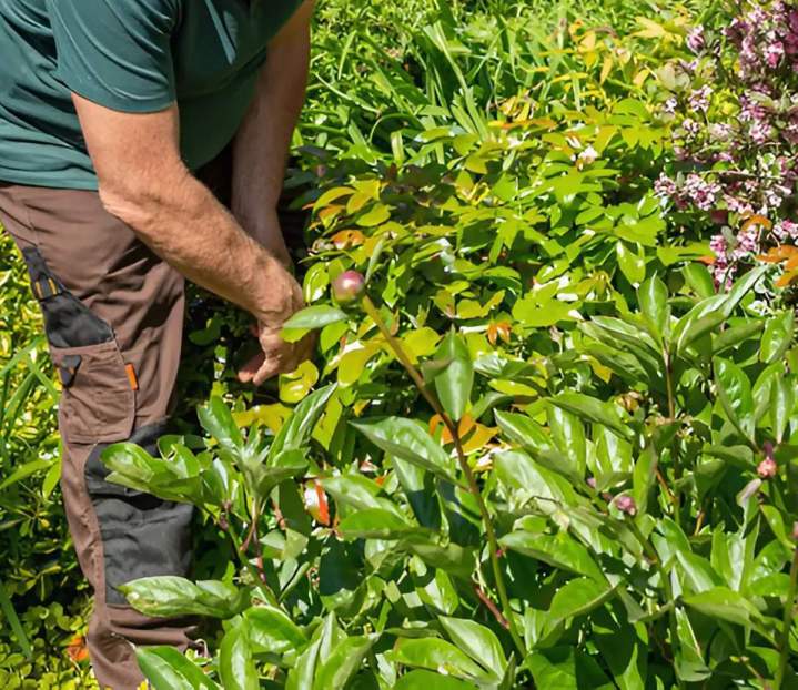 Services d'entretien efficaces et aux petits soins pour votre jardin.