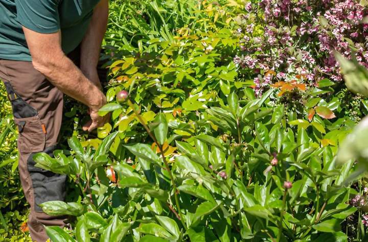 Entretien de jardin Longwy
